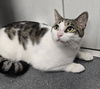adoptable Cat in glen allen, VA named CA 135 Cherub