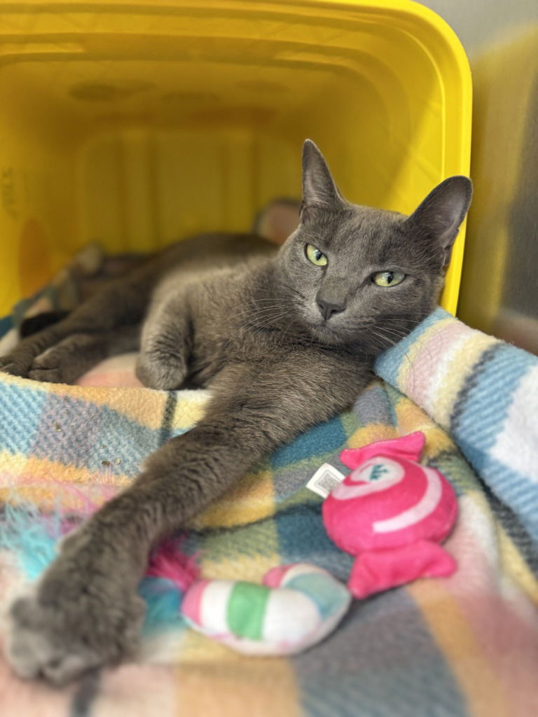 adoptable Cat in Glen Allen, VA named CA 115 Gretchen