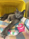 adoptable Cat in glen allen, VA named CA 115 Gretchen