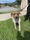 adoptable Dog in  named DA 3 Toya