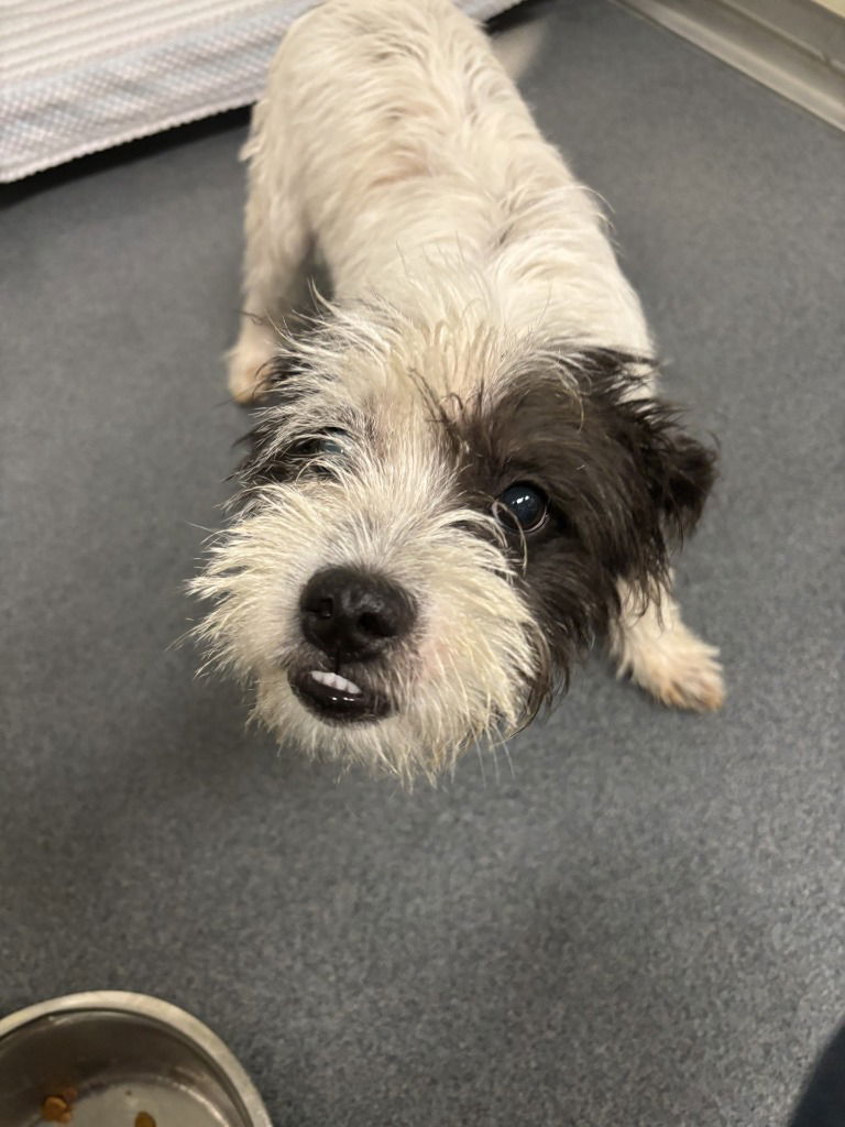 adoptable Dog in Glen Allen, VA named PR 50 Fancy Pants