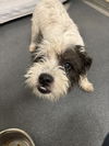 adoptable Dog in , VA named PR 50 Fancy Pants