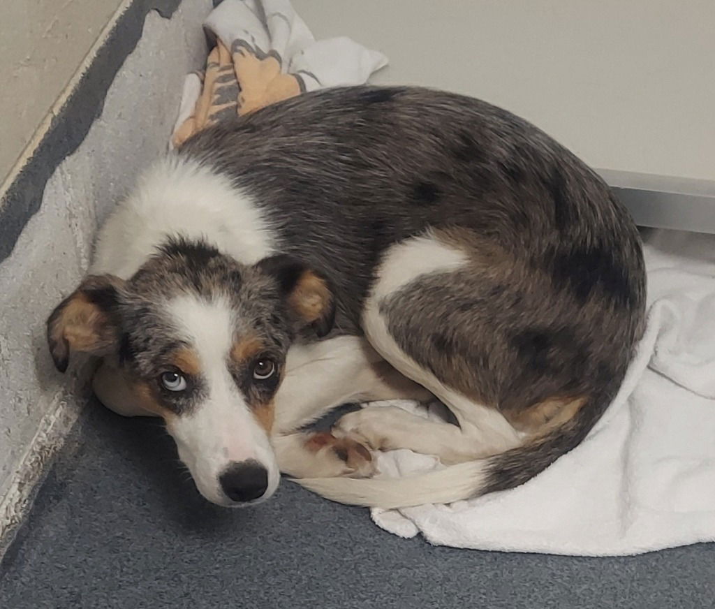 adoptable Dog in Glen Allen, VA named DA 1 Grandma Gatewood