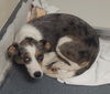 adoptable Dog in  named DA 1 Grandma Gatewood