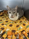 adoptable Cat in glen allen, VA named CA 128 Rose