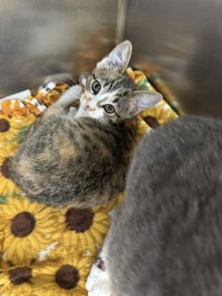 adoptable Cat in Glen Allen, VA named CA 128 Petal