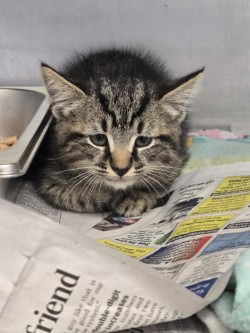 adoptable Cat in Glen Allen, VA named CA 113 Blueberry
