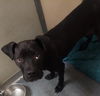 adoptable Dog in  named DQ 67 Cheeto