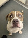 adoptable Dog in  named DA 34 Walter