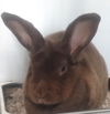 adoptable Rabbit in glen allen, VA named CA 134 Hershey
