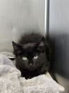 adoptable Cat in glen allen, VA named CA 114 Pickle
