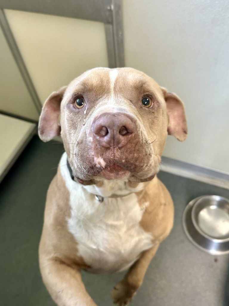 adoptable Dog in Glen Allen, VA named DA 32 Wiley Wat