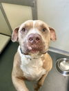 adoptable Dog in  named DA 32 Wiley Wat