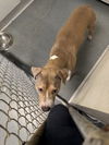 adoptable Dog in  named DA 26 Birthday Cake