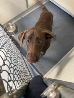 adoptable Dog in Glen Allen, VA named DA 21 Gingerbread Man