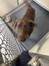 adoptable Dog in  named DA 21 Gingerbread Man