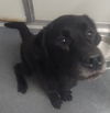 adoptable Dog in  named DA 37 Mike