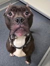 adoptable Dog in  named Di 87 Maverick