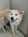 adoptable Dog in  named DA 2 Simba