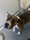 adoptable Dog in  named DA 25 Aretha