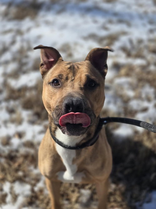 picture of the dog needing adoption