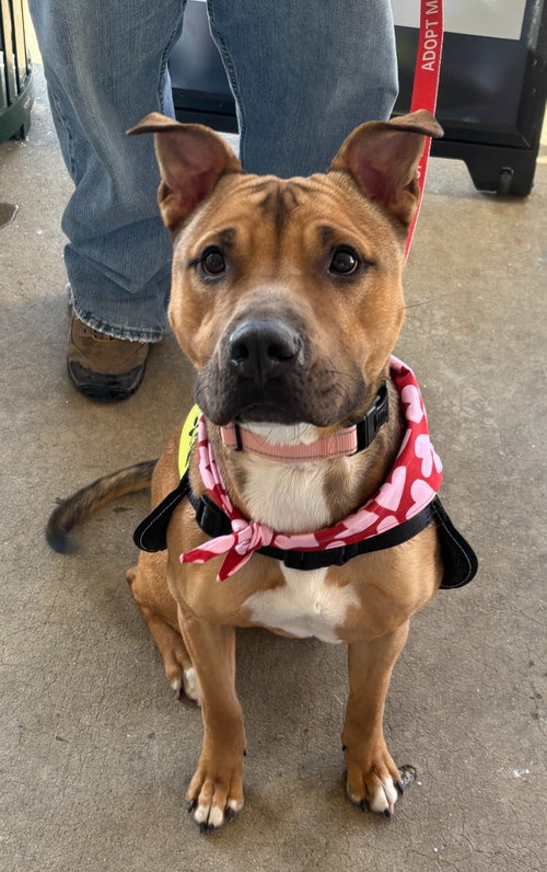 DA 45 Keylo, an adoptable Pit Bull Terrier in Glen Allen, VA