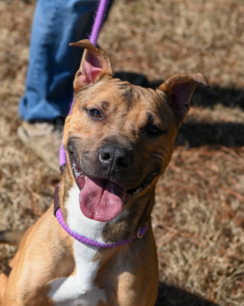 DA 45 KEYLO - Pit Bull Terrier / Terrier available for adoption