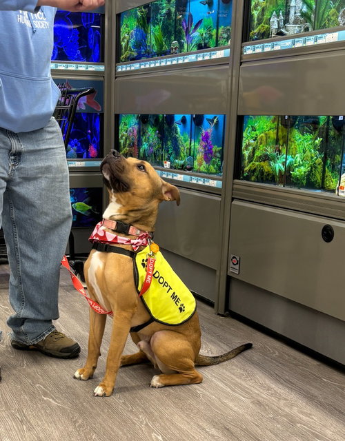 DA 45 Keylo, an adoptable Pit Bull Terrier in Glen Allen, VA