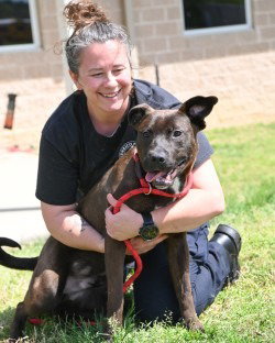 DQ 63 Burner, an adoptable Pit Bull Terrier in Glen Allen, VA