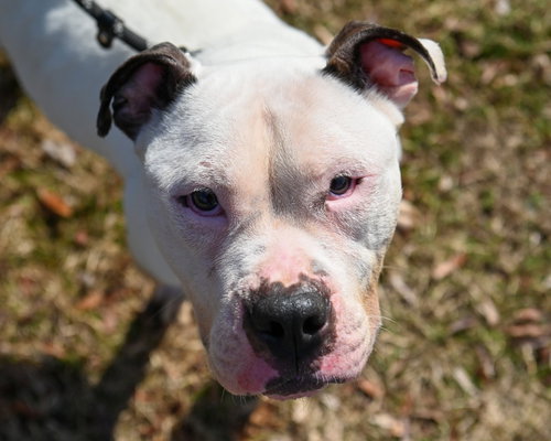picture of the dog needing adoption