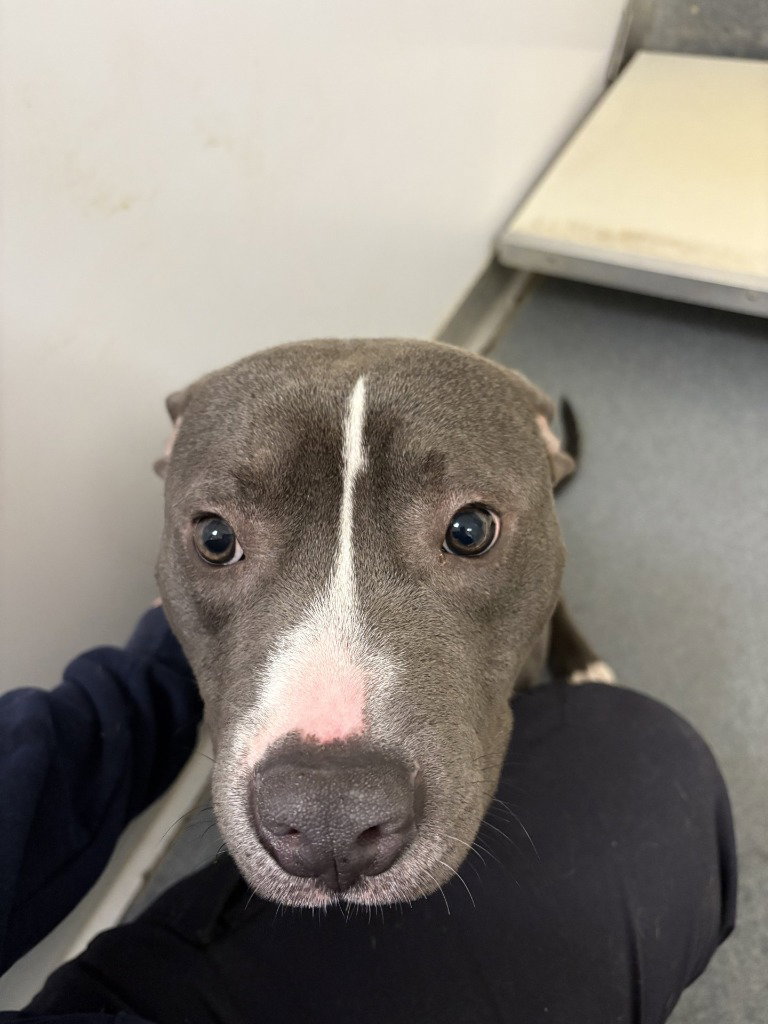 Pit Bull