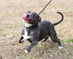 DA 10 Sokka, an adoptable Pit Bull Terrier in Glen Allen, VA