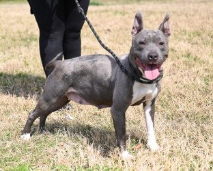 DA 24 Carmella, an adoptable Pit Bull Terrier in Glen Allen, VA