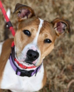 DA 27 Macie Moo, an adoptable Pit Bull Terrier in Glen Allen, VA