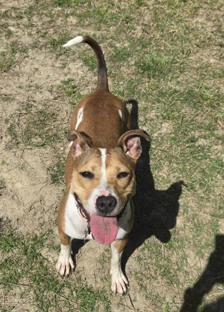 DA 27 Macie Moo