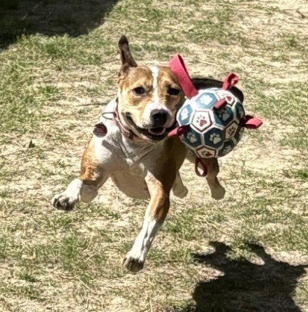 DA 27 Macie Moo, an adoptable Jack Russell Terrier in Glen Allen, VA