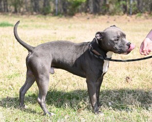 DA 30 St Patrick, an adoptable Pit Bull Terrier in Glen Allen, VA