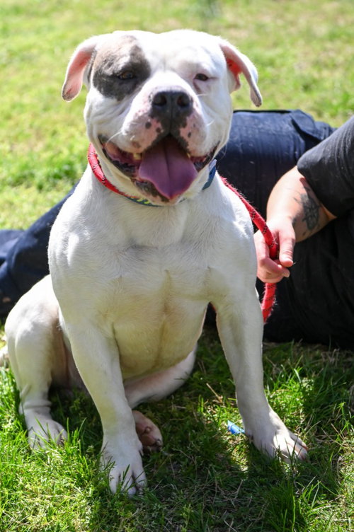 DA 12 Free Bird, an adoptable Pit Bull Terrier in Glen Allen, VA