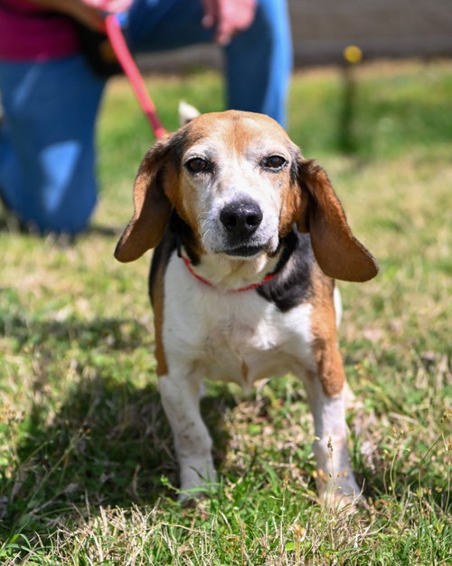 PR 49 Geronimo, an adoptable Beagle in Glen Allen, VA