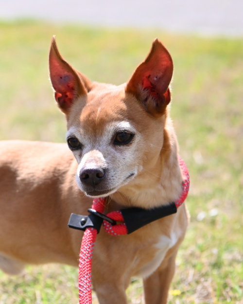 PR 54 Queso, an adoptable Chihuahua in Glen Allen, VA