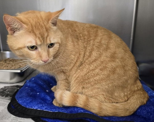 CA 130 Larry, an adoptable Domestic Short Hair in Glen Allen, VA