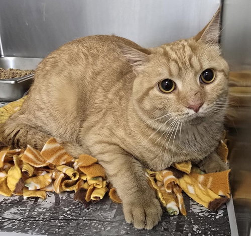 CA 137 Moe, an adoptable Domestic Short Hair in Glen Allen, VA