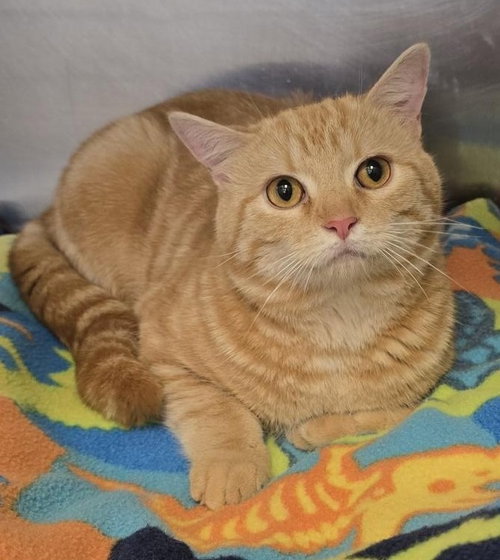 CA 138 Curly, an adoptable Domestic Short Hair in Glen Allen, VA