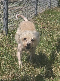 PR 58 Cotton Ball, an adoptable Terrier in Glen Allen, VA