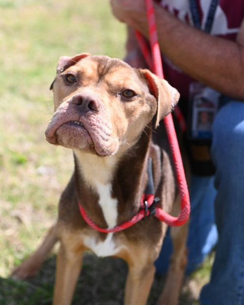 DA 5 Aiko, an adoptable Pit Bull Terrier in Glen Allen, VA