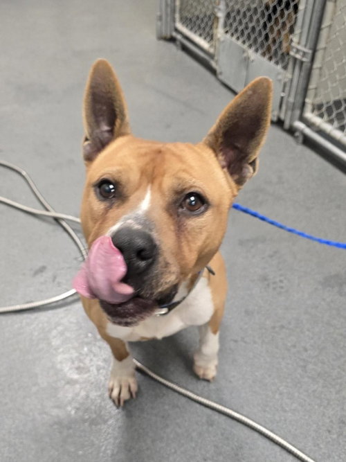 DA 4 Jerry, an adoptable Pit Bull Terrier in Glen Allen, VA