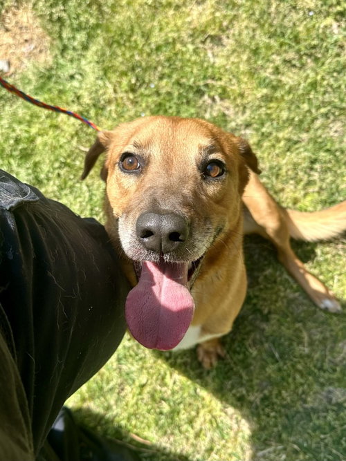 DA 37 Harry, an adoptable Hound in Glen Allen, VA