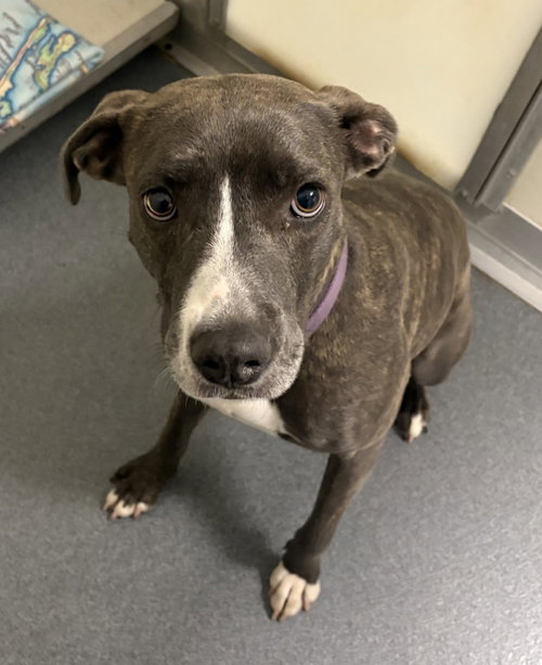 DA 42 Wanda aka 'Juicy, an adoptable Pit Bull Terrier in Glen Allen, VA