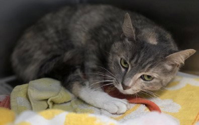picture of the cat needing adoption