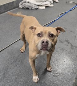 picture of the dog needing adoption